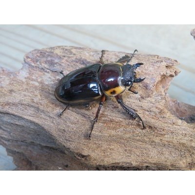 画像4: ☆新成虫☆ファブリースノコギリクワガタ（亜種タカクワイ）♂78ミリ♀38ミリペア販売！！