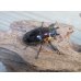 画像4: ☆新成虫☆ファブリースノコギリクワガタ（亜種タカクワイ）♂78ミリ♀38ミリペア販売！！ (4)