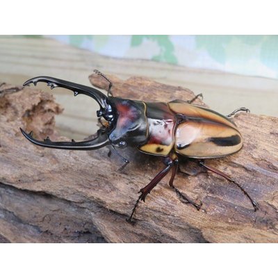 画像1: ☆新成虫☆ファブリースノコギリクワガタ（亜種タカクワイ）♂78ミリ♀38ミリペア販売！！