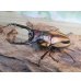 画像1: ☆新成虫☆ファブリースノコギリクワガタ（亜種タカクワイ）♂78ミリ♀38ミリペア販売！！ (1)