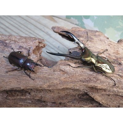 画像5: ☆新成虫☆メタリフェルホソアカクワガタ（サンギレンシス）♂58ミリ♀フリーサイズペア販売！！