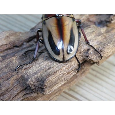画像3: ☆新成虫☆ファブリースノコギリクワガタ（亜種タカクワイ）♂78ミリ♀38ミリペア販売！！