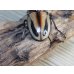 画像3: ☆新成虫☆ファブリースノコギリクワガタ（亜種タカクワイ）♂78ミリ♀38ミリペア販売！！ (3)
