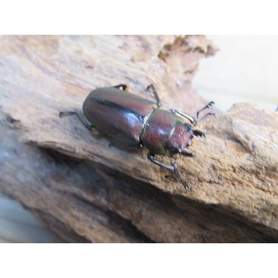 画像4: ☆新成虫☆メタリフェルホソアカクワガタ（サンギレンシス）♂64ミリ♀フリーサイズペア販売！！