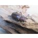 画像4: ☆新成虫☆メタリフェルホソアカクワガタ（サンギレンシス）♂64ミリ♀フリーサイズペア販売！！ (4)
