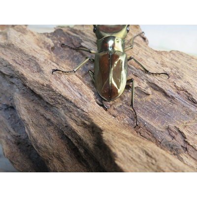 画像3: ☆新成虫☆メタリフェルホソアカクワガタ（サンギレンシス）♂58ミリ♀フリーサイズペア販売！！