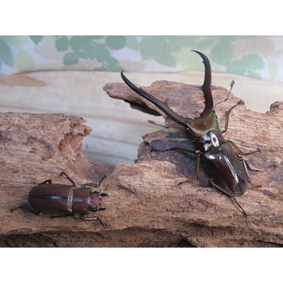 画像5: ☆新成虫☆メタリフェルホソアカクワガタ（サンギレンシス）♂64ミリ♀フリーサイズペア販売！！