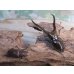 画像5: ☆新成虫☆メタリフェルホソアカクワガタ（サンギレンシス）♂64ミリ♀フリーサイズペア販売！！ (5)