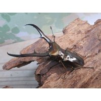 ☆新成虫☆メタリフェルホソアカクワガタ（サンギレンシス）♂64ミリ♀フリーサイズペア販売！！