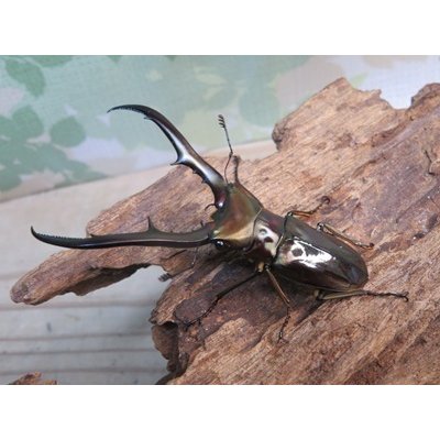 画像1: ☆新成虫☆メタリフェルホソアカクワガタ（サンギレンシス）♂64ミリ♀フリーサイズペア販売！！