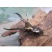 画像1: ☆新成虫☆メタリフェルホソアカクワガタ（サンギレンシス）♂64ミリ♀フリーサイズペア販売！！ (1)