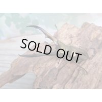 ☆新成虫☆メタリフェルホソアカクワガタ（サンギレンシス）♂58ミリ♀フリーサイズペア販売！！