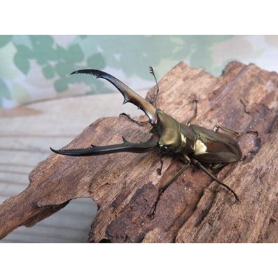 画像1: ☆新成虫☆メタリフェルホソアカクワガタ（サンギレンシス）♂58ミリ♀フリーサイズペア販売！！