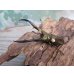 画像1: ☆新成虫☆メタリフェルホソアカクワガタ（サンギレンシス）♂58ミリ♀フリーサイズペア販売！！ (1)