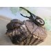 画像5: ☆新成虫☆D.H.リッキー♂130ミリ♀66ミリ＋♀61ミリ計3頭トリオ販売！！ (5)