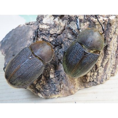 画像4: ☆新成虫☆D.H.ヘラクレス♂108ミリ♀62ミリ＋♀60ミリ計3頭トリオ販売！