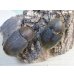 画像4: ☆新成虫☆D.H.ヘラクレス♂108ミリ♀62ミリ＋♀60ミリ計3頭トリオ販売！ (4)