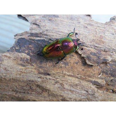 画像4: ☆新成虫☆ラトレイユキンイロクワガタ♂♀（♀レッド）フリーサイズペア販売！！