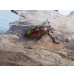 画像4: ☆新成虫☆ラトレイユキンイロクワガタ♂♀（♀レッド）フリーサイズペア販売！！ (4)