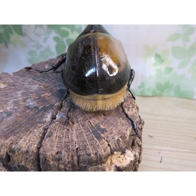 画像3: ☆新成虫☆D.H.リッキー♂130ミリ♀66ミリ＋♀61ミリ計3頭トリオ販売！！