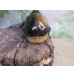 画像3: ☆新成虫☆D.H.リッキー♂130ミリ♀66ミリ＋♀61ミリ計3頭トリオ販売！！ (3)