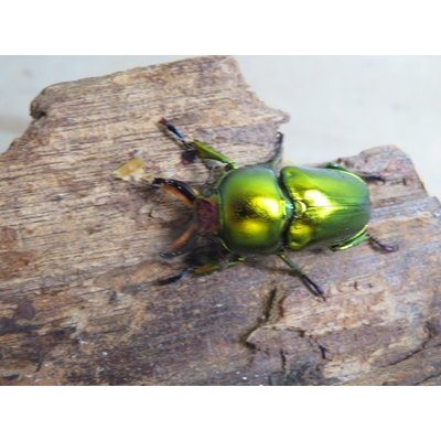 画像2: ☆新成虫☆ラトレイユキンイロクワガタ♂♀（♀レッド）フリーサイズペア販売！！