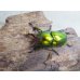 画像2: ☆新成虫☆ラトレイユキンイロクワガタ♂♀（♀レッド）フリーサイズペア販売！！ (2)