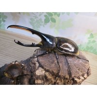 ☆新成虫☆D.H.リッキー♂130ミリ♀66ミリ＋♀61ミリ計3頭トリオ販売！！