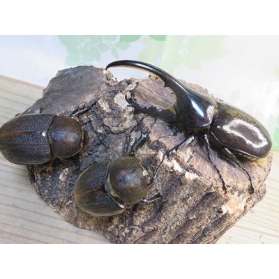 画像5: ☆新成虫☆D.H.ヘラクレス♂108ミリ♀62ミリ＋♀60ミリ計3頭トリオ販売！