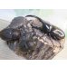 画像5: ☆新成虫☆D.H.ヘラクレス♂108ミリ♀62ミリ＋♀60ミリ計3頭トリオ販売！ (5)