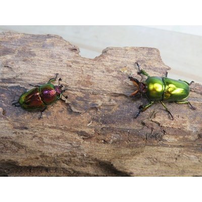画像5: ☆新成虫☆ラトレイユキンイロクワガタ♂♀（♀レッド）フリーサイズペア販売！！