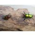 画像5: ☆新成虫☆ラトレイユキンイロクワガタ♂♀（♀レッド）フリーサイズペア販売！！ (5)