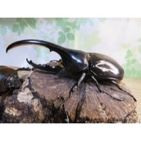 ☆新成虫☆D.H.ヘラクレス♂108ミリ♀62ミリ＋♀60ミリ計3頭トリオ販売！