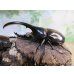 画像1: ☆新成虫☆D.H.ヘラクレス♂108ミリ♀62ミリ＋♀60ミリ計3頭トリオ販売！ (1)