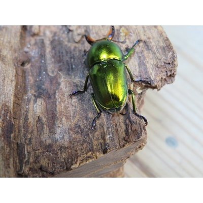 画像3: ☆新成虫☆ラトレイユキンイロクワガタ♂♀（♀レッド）フリーサイズペア販売！！