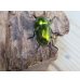 画像3: ☆新成虫☆ラトレイユキンイロクワガタ♂♀（♀レッド）フリーサイズペア販売！！ (3)