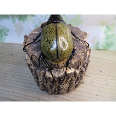 画像3: ☆新成虫☆D.H.ヘラクレス♂133ミリ♀65ミリ＋♀64ミリ計3頭トリオ販売！