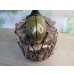 画像3: ☆新成虫☆D.H.ヘラクレス♂133ミリ♀65ミリ＋♀64ミリ計3頭トリオ販売！ (3)
