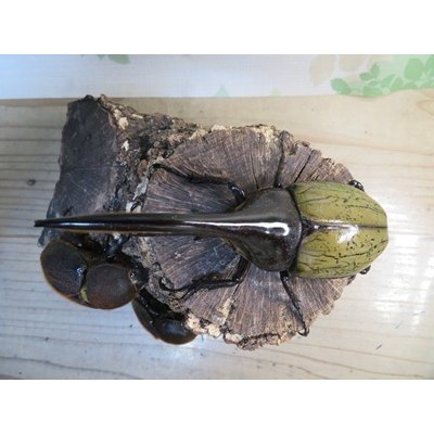 画像2: ☆新成虫☆D.H.ヘラクレス♂133ミリ♀65ミリ＋♀64ミリ計3頭トリオ販売！