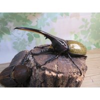 ☆新成虫☆D.H.ヘラクレス♂133ミリ♀65ミリ＋♀64ミリ計3頭トリオ販売！