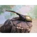 画像1: ☆新成虫☆D.H.ヘラクレス♂133ミリ♀65ミリ＋♀64ミリ計3頭トリオ販売！ (1)