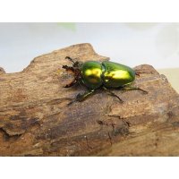 ☆新成虫☆ラトレイユキンイロクワガタ♂♀（♀レッド）フリーサイズペア販売！！