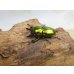 画像1: ☆新成虫☆ラトレイユキンイロクワガタ♂♀（♀レッド）フリーサイズペア販売！！ (1)