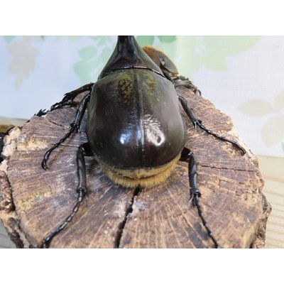 画像3: ☆新成虫☆D.H.ヘラクレス♂108ミリ♀62ミリ＋♀60ミリ計3頭トリオ販売！