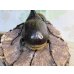 画像3: ☆新成虫☆D.H.ヘラクレス♂108ミリ♀62ミリ＋♀60ミリ計3頭トリオ販売！ (3)