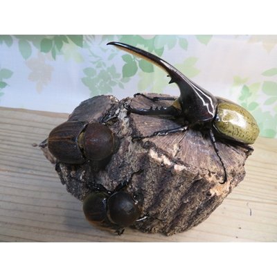 画像5: ☆新成虫☆D.H.ヘラクレス♂133ミリ♀65ミリ＋♀64ミリ計3頭トリオ販売！