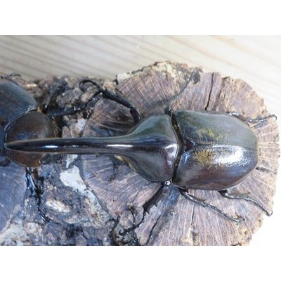 画像2: ☆新成虫☆D.H.ヘラクレス♂108ミリ♀62ミリ＋♀60ミリ計3頭トリオ販売！