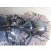 画像2: ☆新成虫☆D.H.ヘラクレス♂108ミリ♀62ミリ＋♀60ミリ計3頭トリオ販売！ (2)
