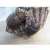 画像4: ☆新成虫☆D.H.ヘラクレス♂133ミリ♀65ミリ＋♀64ミリ計3頭トリオ販売！ (4)