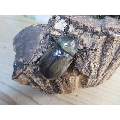 画像4: ☆新成虫☆グラントシロカブト♂76ミリ♀54ミリペア販売！！
